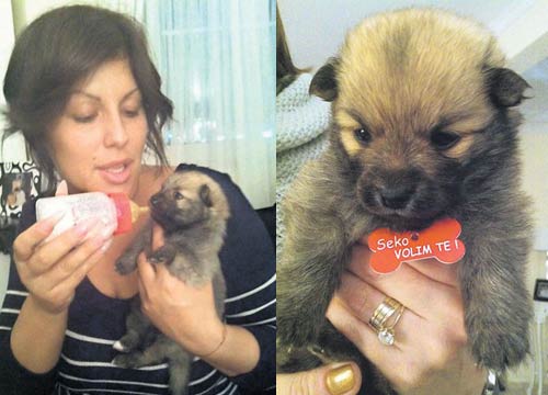 Seka Aleksić купила куче от Румъния за 3 000 евро